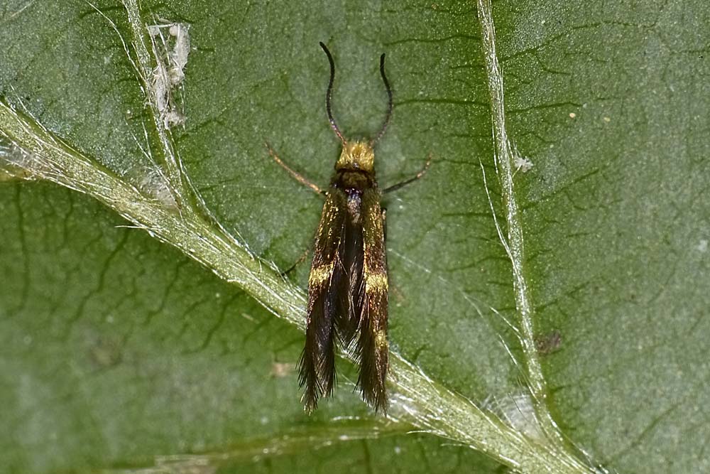 Piccolina da id.